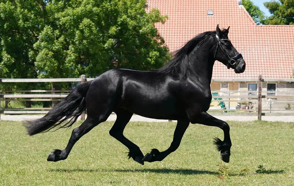 Horse Matsje for sale
