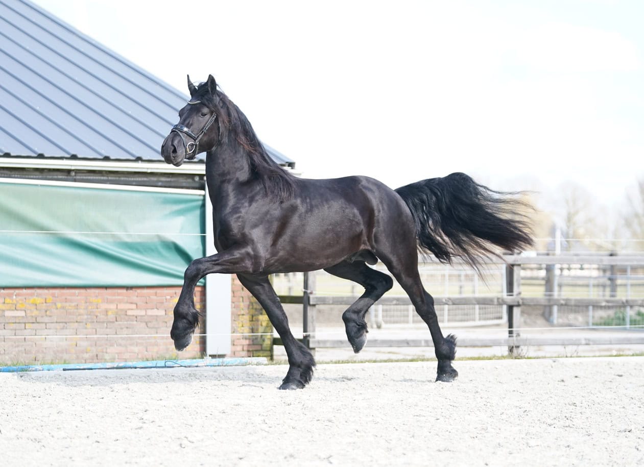 Friesian Horse photo