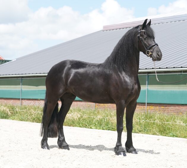 Horse Our 4 year old Ster mare in foal Teske for sale