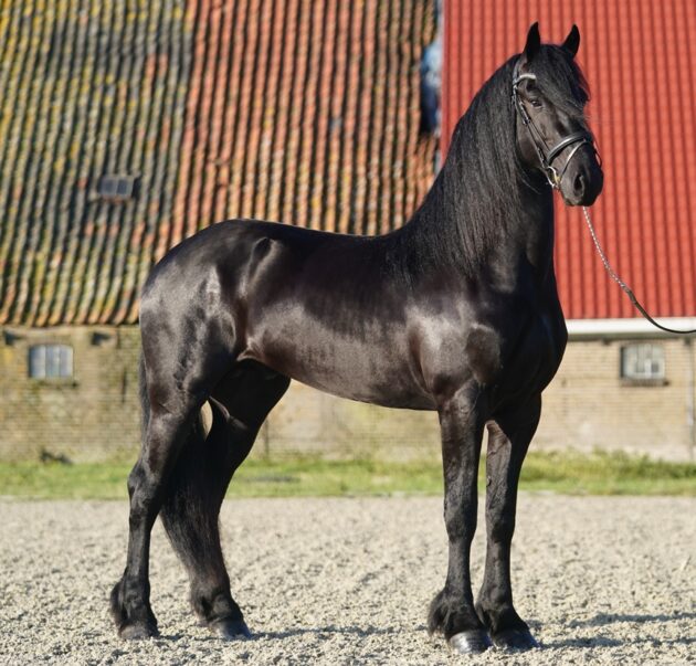 Horse Our 3 year old Friesian stallion Waldo for sale