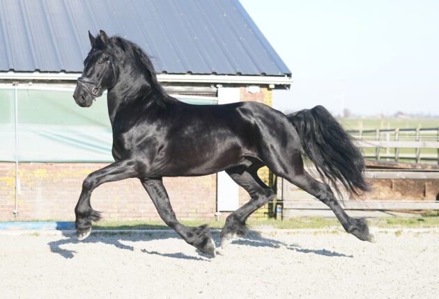 Horse Our 4 year old Friesian stallion Tallinus for sale