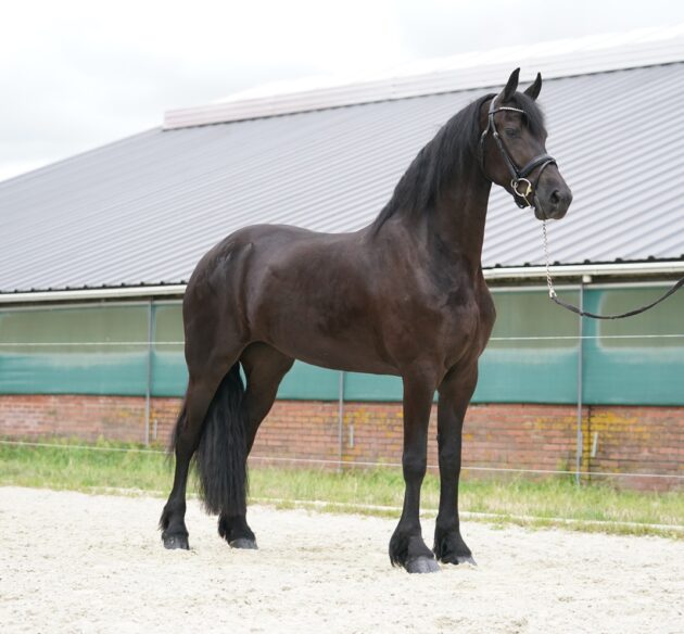 Horse Our 3 year old Friesian Ster mare in foal Zonne for sale