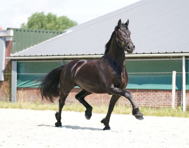 Horse Our 2 year old Friesian mare Anske for sale