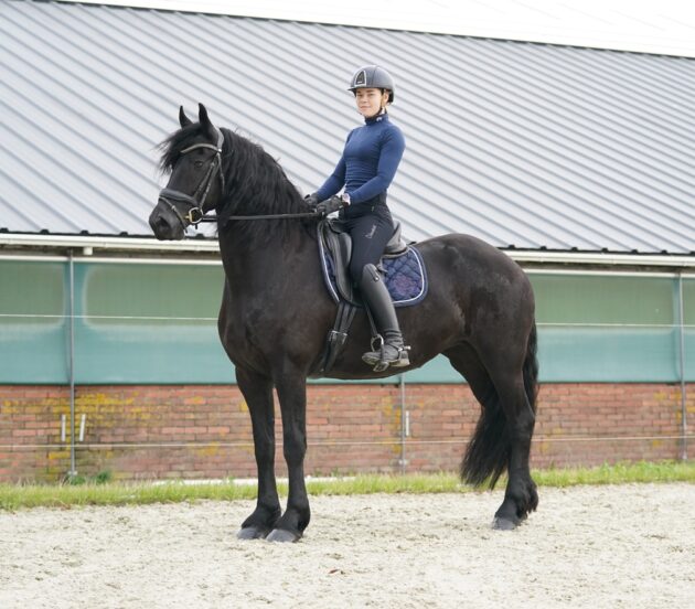 Horse Our 4 year old Friesian mare in foal Tineke for sale